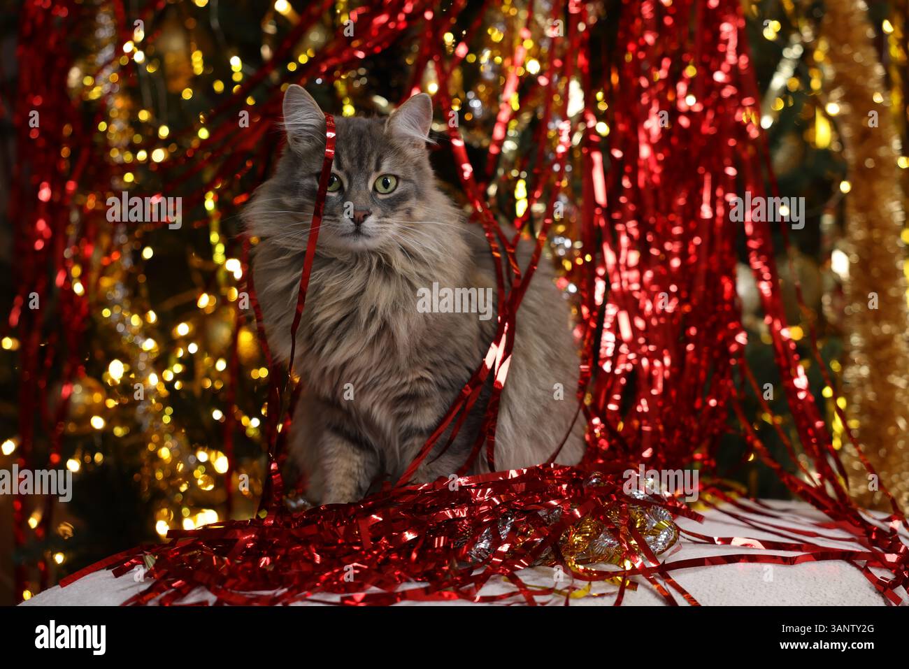 Chat mignon avec guirlandes lumineuses sur pouf à l'intérieur. Ambiance de Noël Banque D'Images