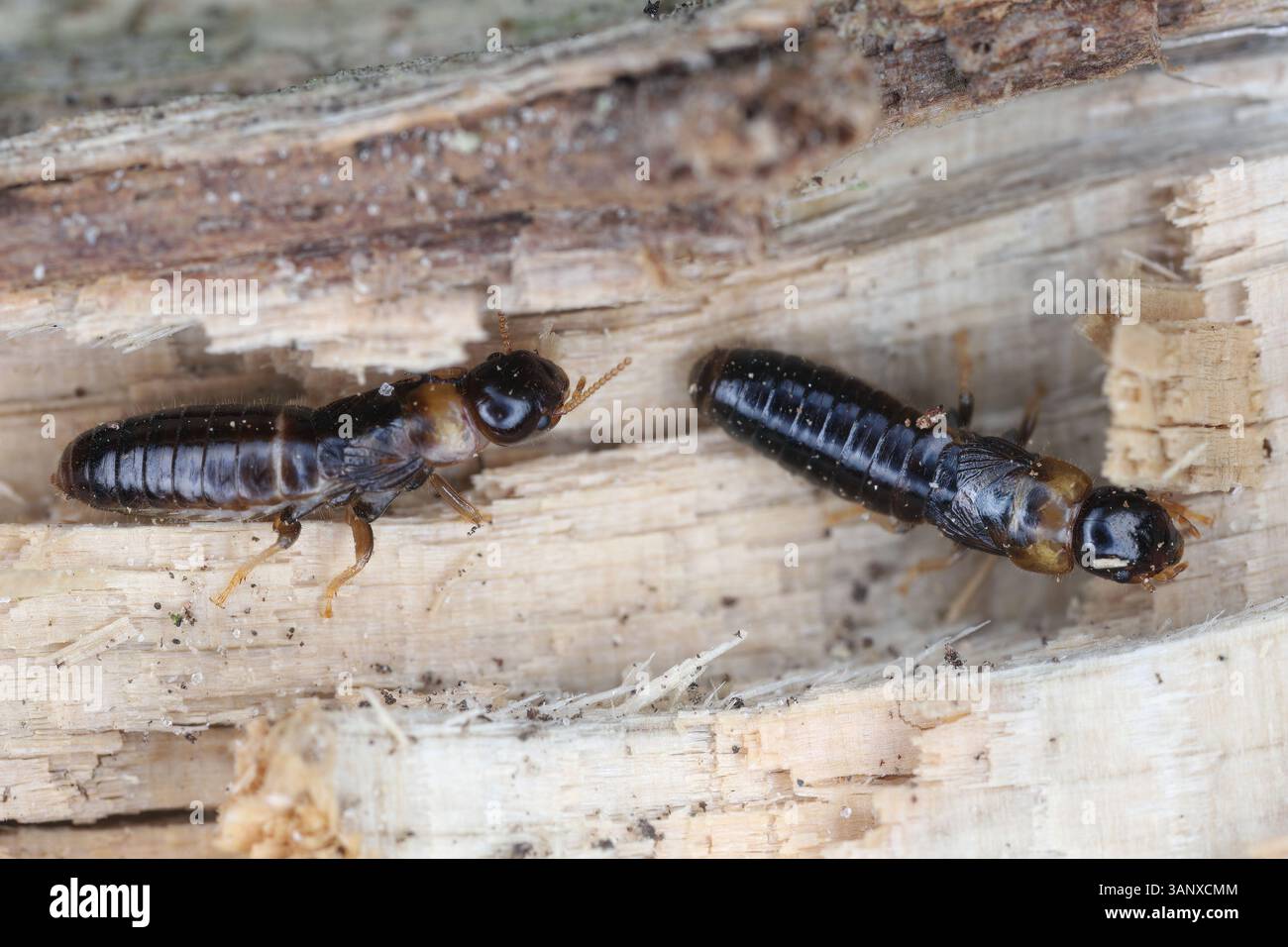 Termite de bois sec à col jaune (Kalotermes flavicollis). Banque D'Images