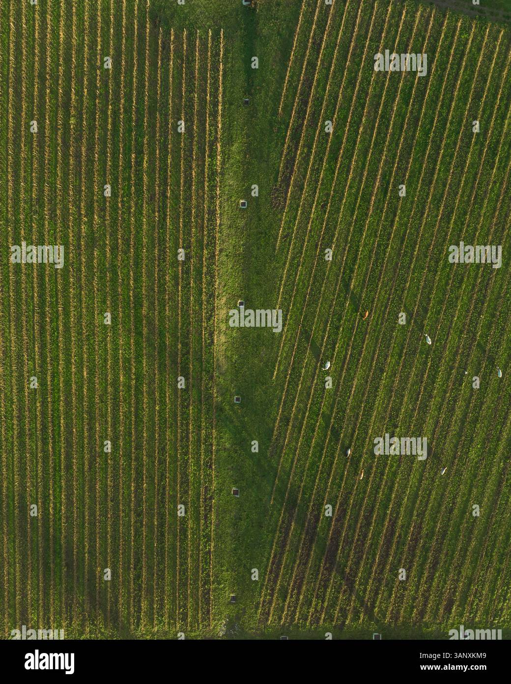 Vue aérienne des vignobles sur la colline au coucher du soleil en automne, Irpinia, Avellino, Campanie, Italie. Banque D'Images