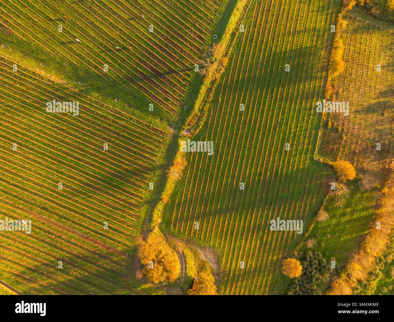 Vue aérienne des vignobles sur la colline au coucher du soleil en automne, Irpinia, Avellino, Campanie, Italie. Banque D'Images