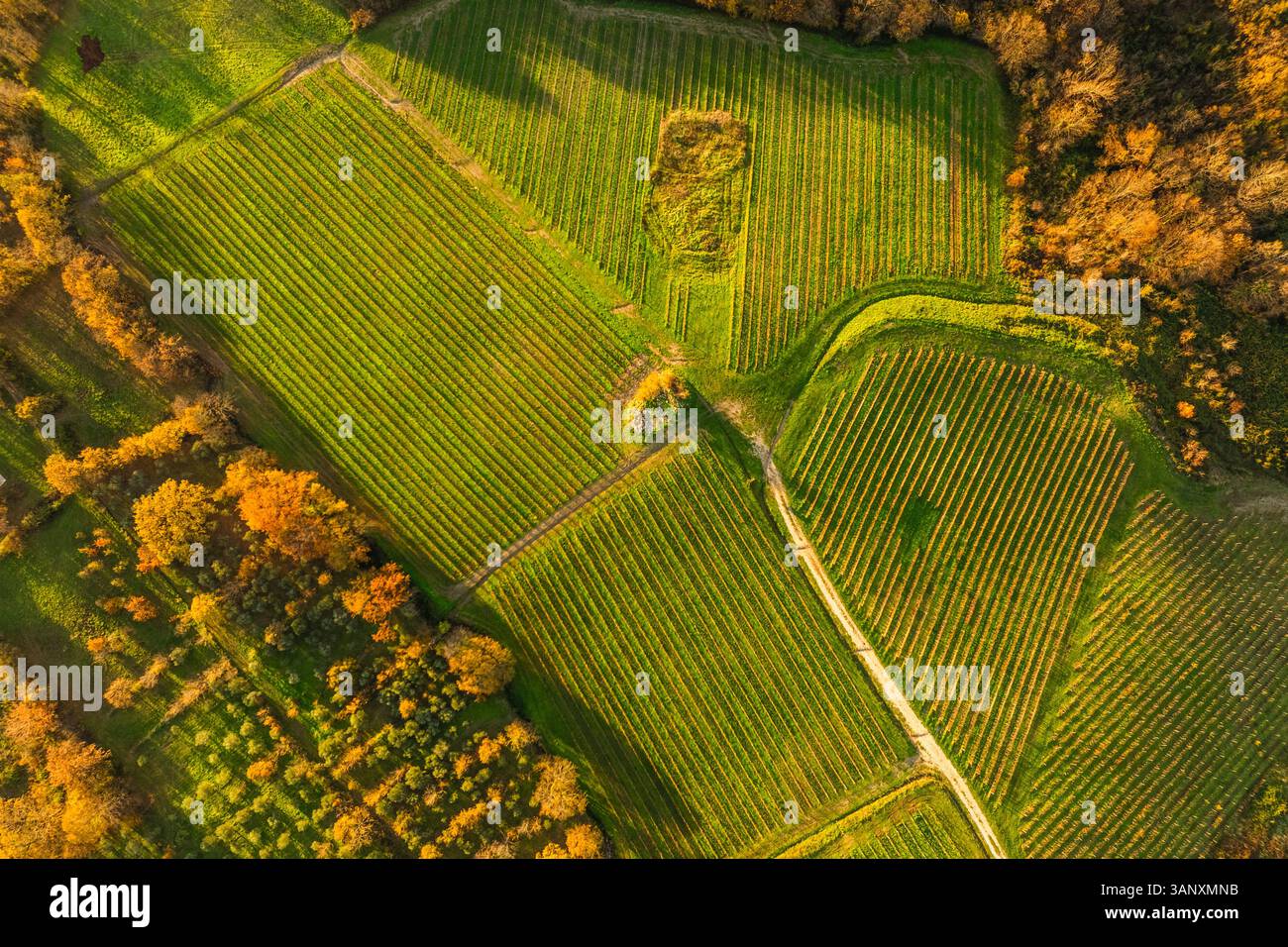 Vue aérienne des vignobles sur la colline au coucher du soleil en automne, Irpinia, Avellino, Campanie, Italie. Banque D'Images