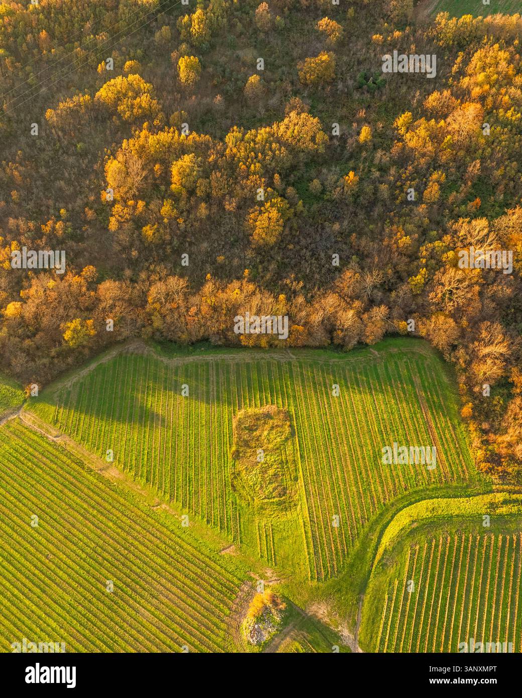 Vue aérienne des vignobles sur la colline au coucher du soleil en automne, Irpinia, Avellino, Campanie, Italie. Banque D'Images