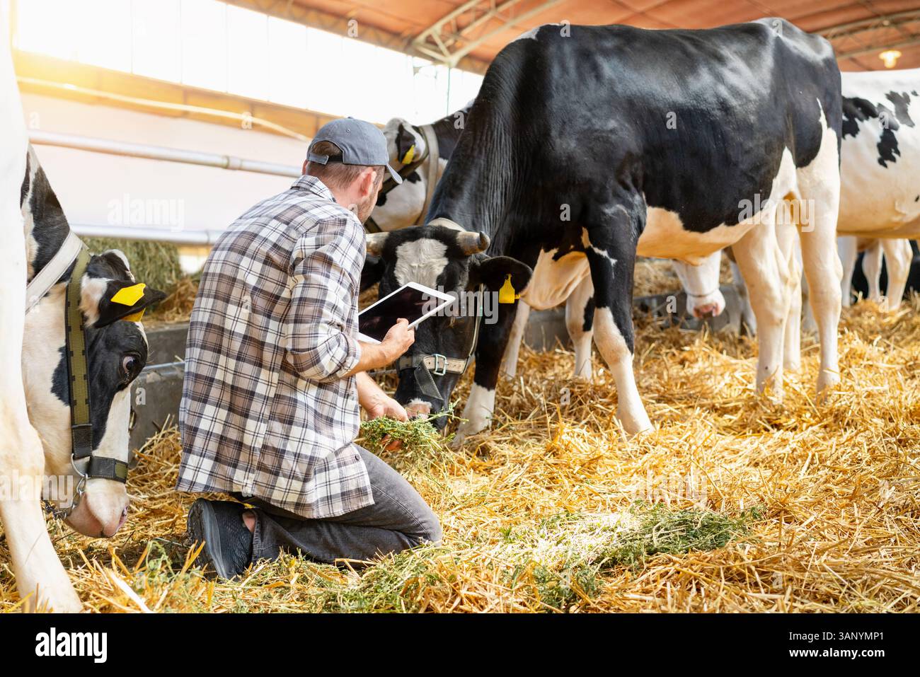 Vue arrière de l'agriculteur moderne avec tablette numérique inspectant les vaches laitières dans la grange Banque D'Images