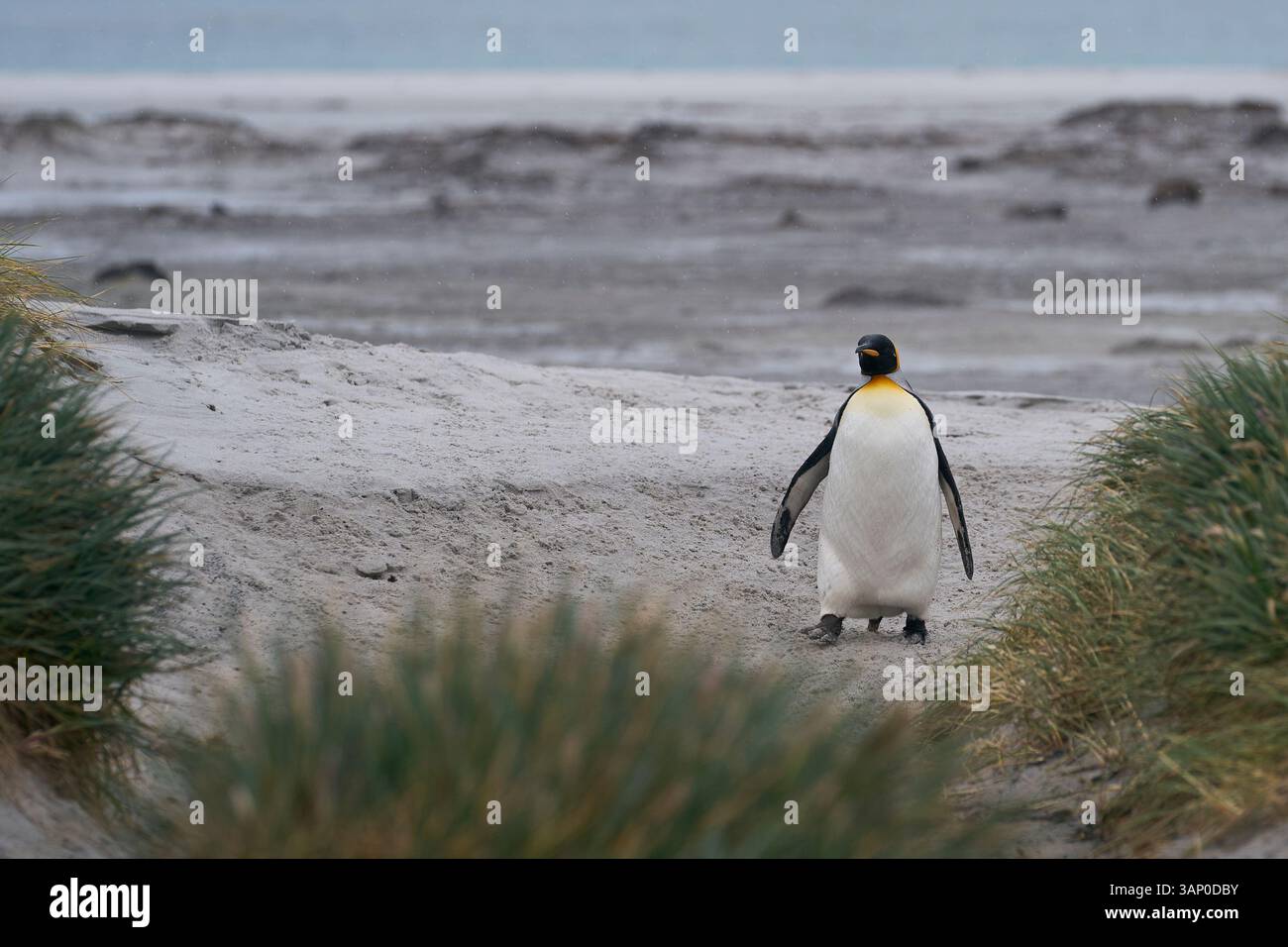 Manchot royal (Aptenodytes patagonicus) marchant le long d'une plage avec de l'herbe à tussock sur Sea Lion Island dans les îles Falkland. Banque D'Images Manchot royal (Aptenodytes patagonicus) marchant le long d'une plage avec de l'herbe à tussock sur Sea Lion Island dans les îles Falkland. Banque D'Images