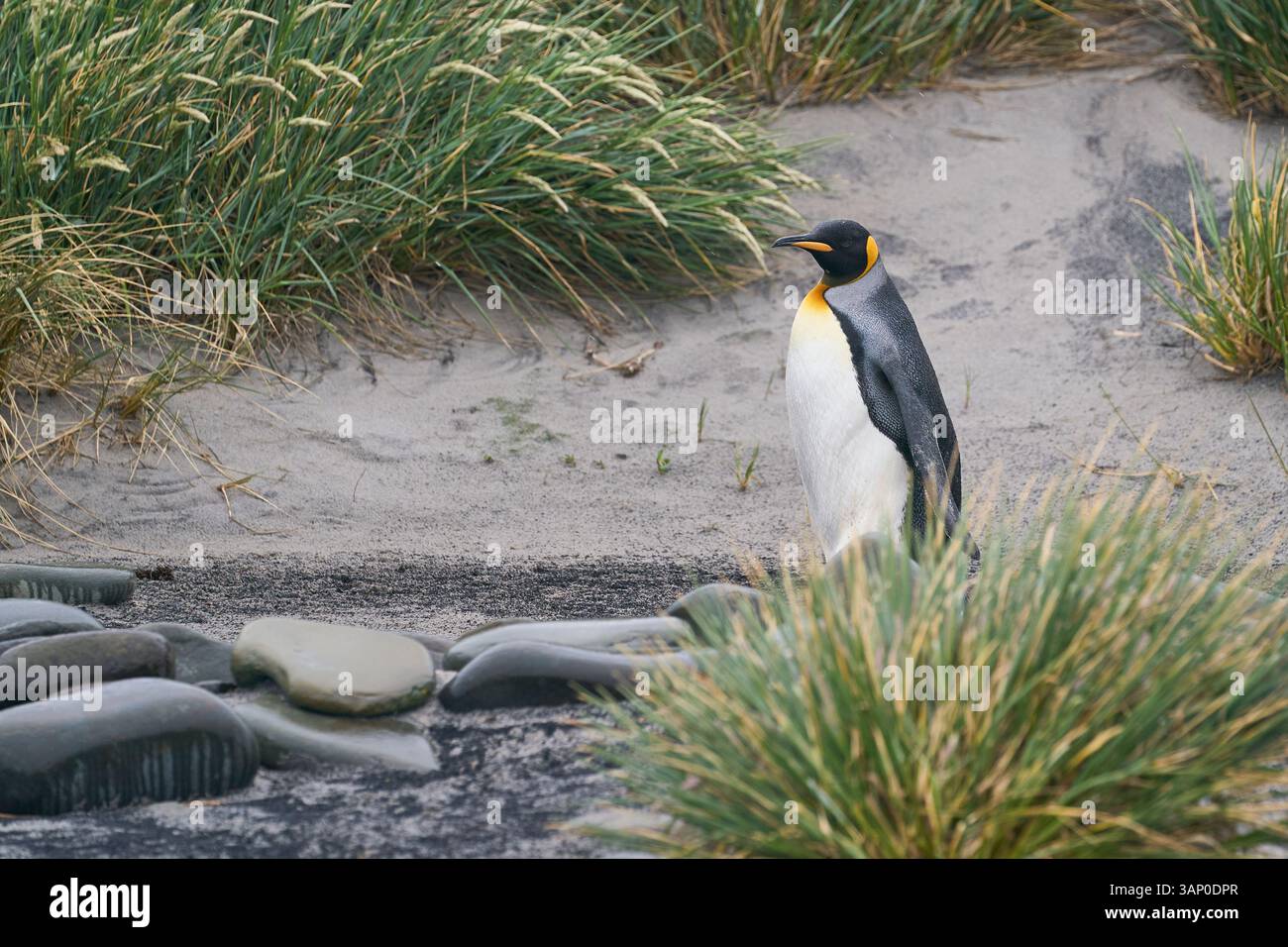 Manchot royal (Aptenodytes patagonicus) marchant le long d'une plage avec de l'herbe à tussock sur Sea Lion Island dans les îles Falkland. Banque D'Images Manchot royal (Aptenodytes patagonicus) marchant le long d'une plage avec de l'herbe à tussock sur Sea Lion Island dans les îles Falkland. Banque D'Images