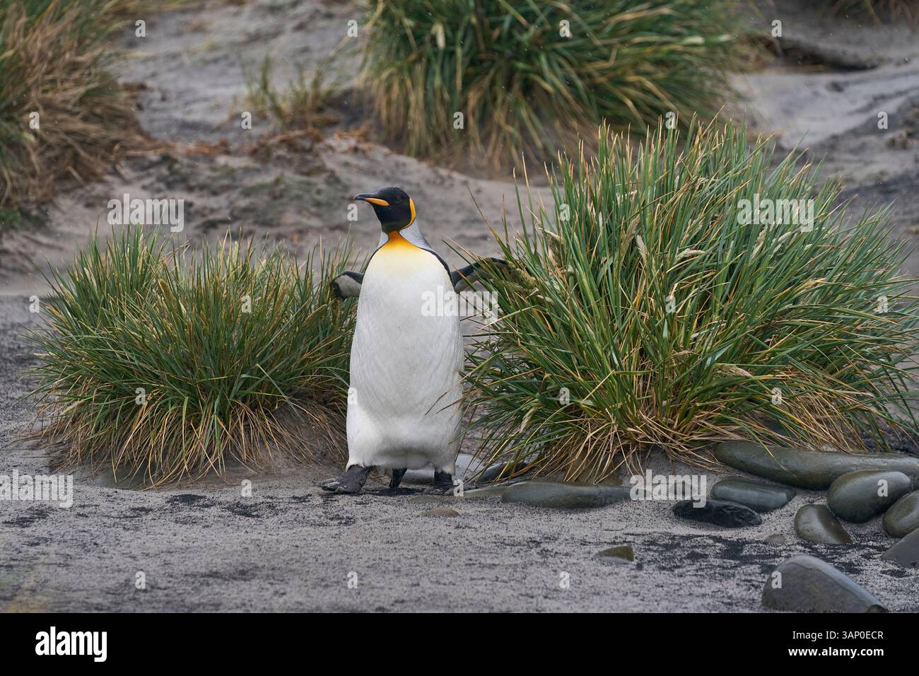 Manchot royal (Aptenodytes patagonicus) marchant le long d'une plage avec de l'herbe à tussock sur Sea Lion Island dans les îles Falkland. Banque D'Images Manchot royal (Aptenodytes patagonicus) marchant le long d'une plage avec de l'herbe à tussock sur Sea Lion Island dans les îles Falkland. Banque D'Images