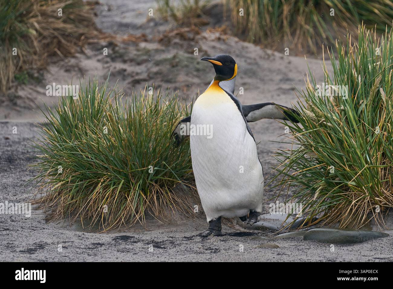 Manchot royal (Aptenodytes patagonicus) marchant le long d'une plage avec de l'herbe à tussock sur Sea Lion Island dans les îles Falkland. Banque D'Images Manchot royal (Aptenodytes patagonicus) marchant le long d'une plage avec de l'herbe à tussock sur Sea Lion Island dans les îles Falkland. Banque D'Images