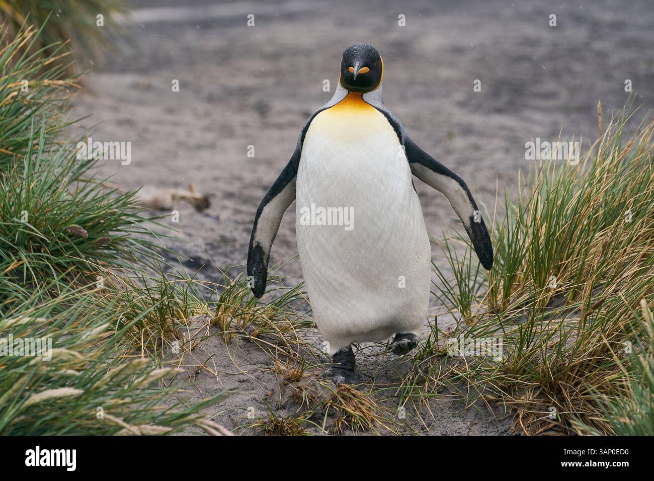 Manchot royal (Aptenodytes patagonicus) marchant le long d'une plage avec de l'herbe à tussock sur Sea Lion Island dans les îles Falkland. Banque D'Images Manchot royal (Aptenodytes patagonicus) marchant le long d'une plage avec de l'herbe à tussock sur Sea Lion Island dans les îles Falkland. Banque D'Images
