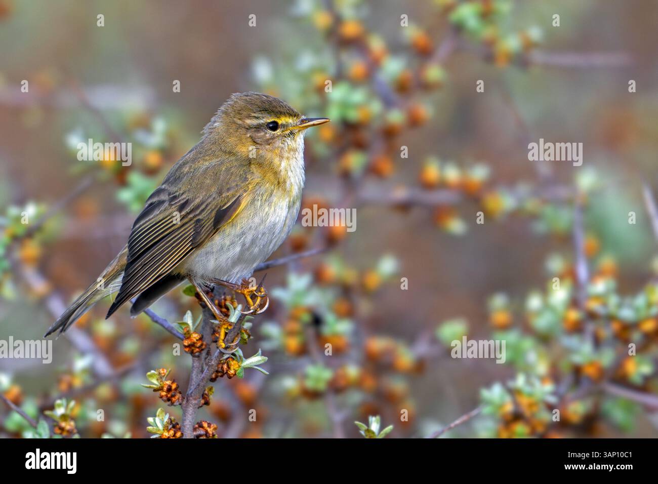 Paruline (Phylloscopus trochilus / Motacilla trochilus) perchée dans un arbuste Banque D'Images