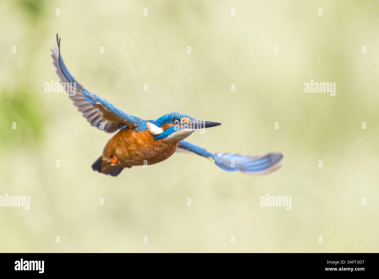 Kingfisher européen commun (Alcedo atthis). River Kingfisher Flying après avoir émergé de l'eau attrapant des poissons sur fond naturel lumineux. Wildlife SCE Banque D'Images