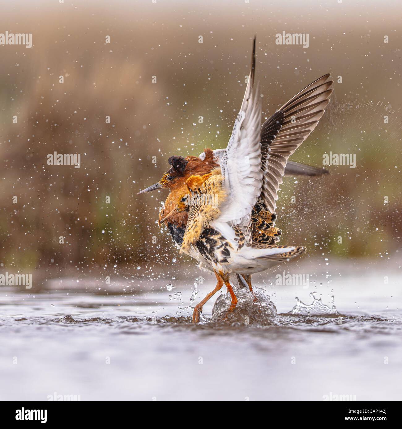 Ruff (Calidris pugnax) est un échassier de taille moyenne qui se reproduit dans les marais et les prairies humides du nord de l'Eurasie. Ce piper de sable très grégaire Banque D'Images