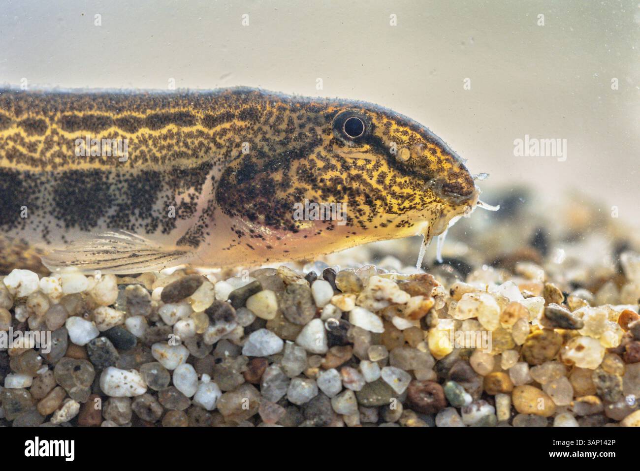 Le Loach (Cobitis taenia) est un poisson d'eau douce en Europe. Il est également connu sous le nom de Loach d'eau douce tachetée. Il se trouve dans l'eau riche en oxygène des rivières Banque D'Images