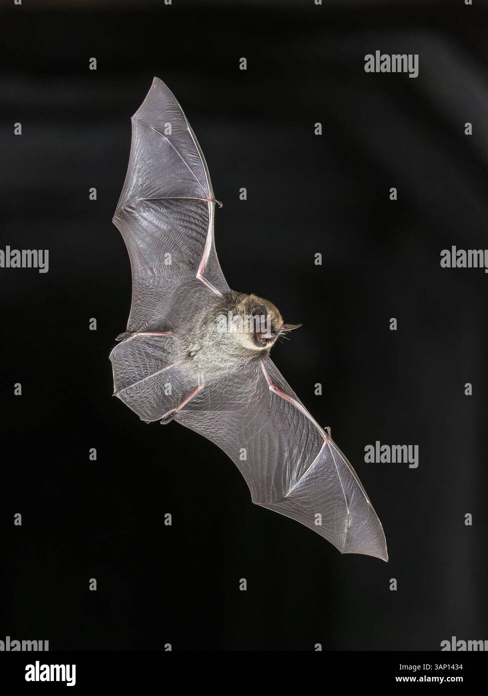 Chauve-souris moussée (Myotis mystacinus) mâle volant dans les airs en milieu naturel. Faune scène de la nature en Europe. Banque D'Images