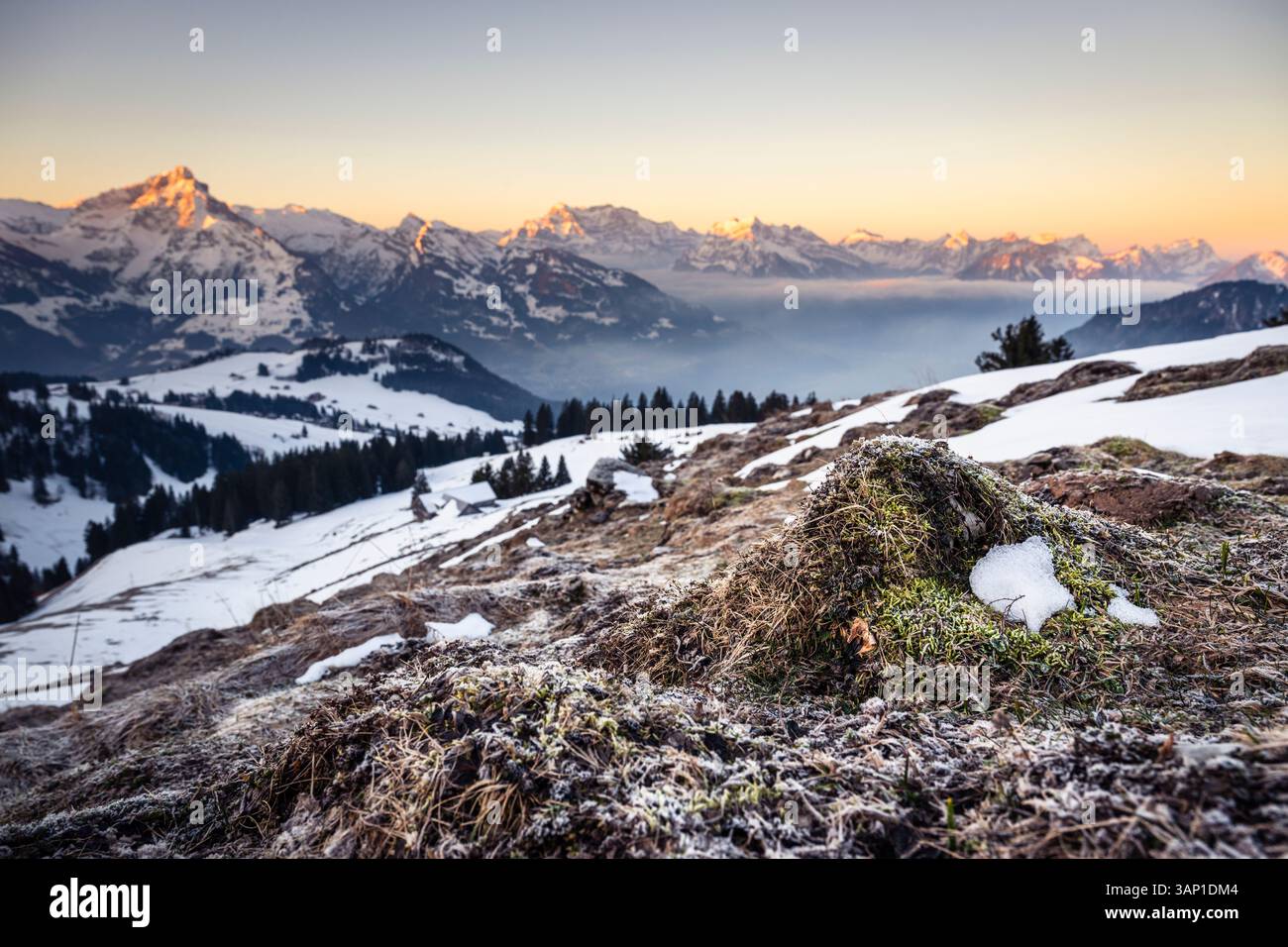 Le givre sur l'herbe morte et les premières racines entre la neige reste sur un pâturage devant le panorama des Alpes de Glaris au lever du soleil, en Suisse Banque D'Images