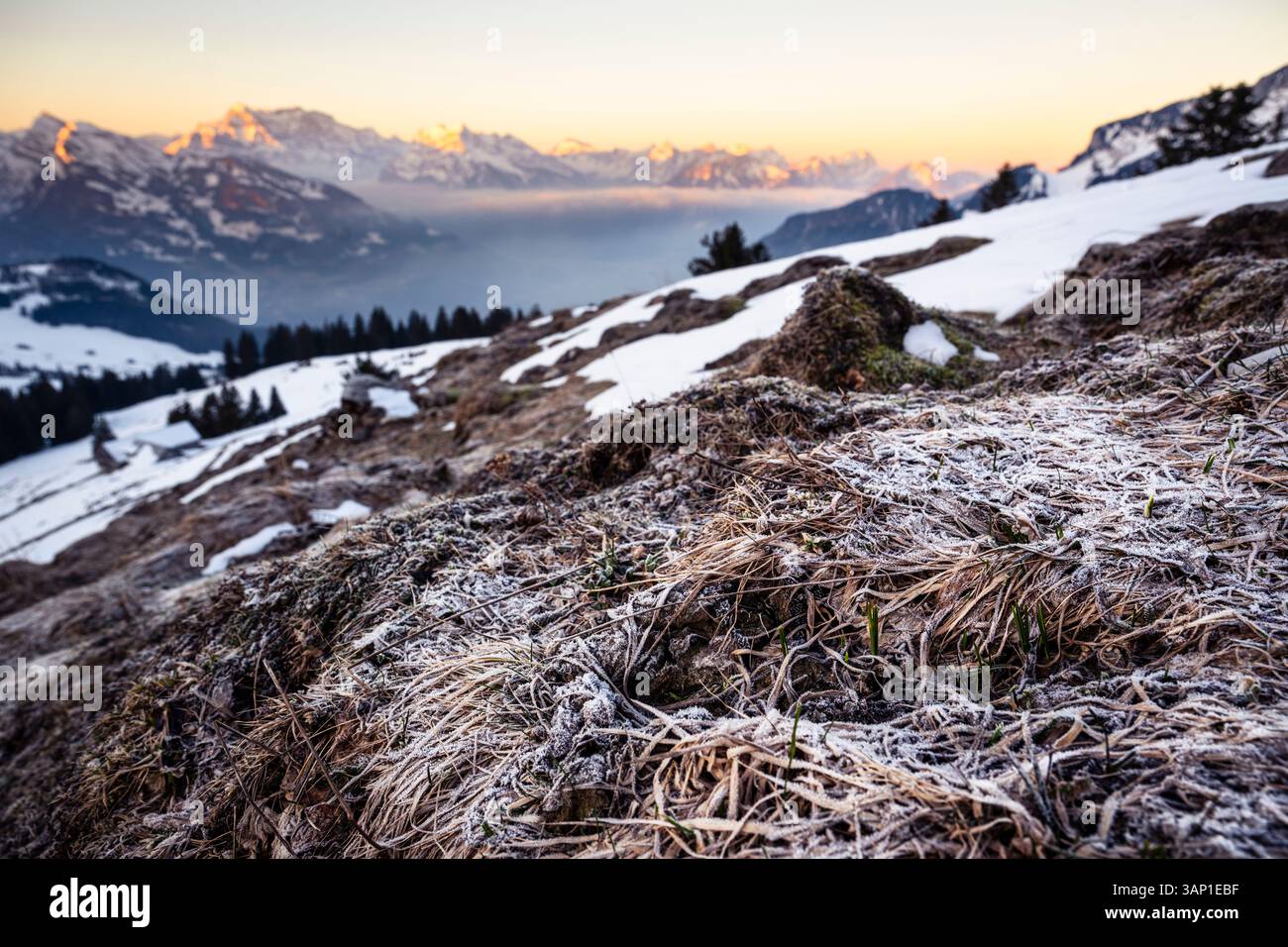 Le givre sur l'herbe morte et les premières racines entre la neige reste sur un pâturage devant le panorama des Alpes de Glaris au lever du soleil, en Suisse Banque D'Images