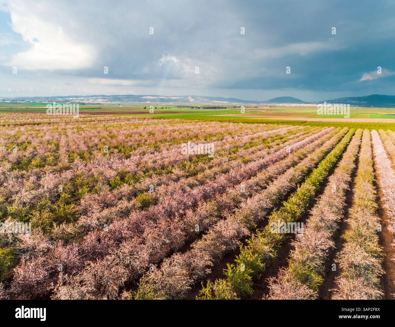 Vue aérienne de nombreuses rangées de plantations d'amandiers en fleurs et nuages de pluie en arrière-plan, vallée de Jezreel, district nord, Israël. Banque D'Images