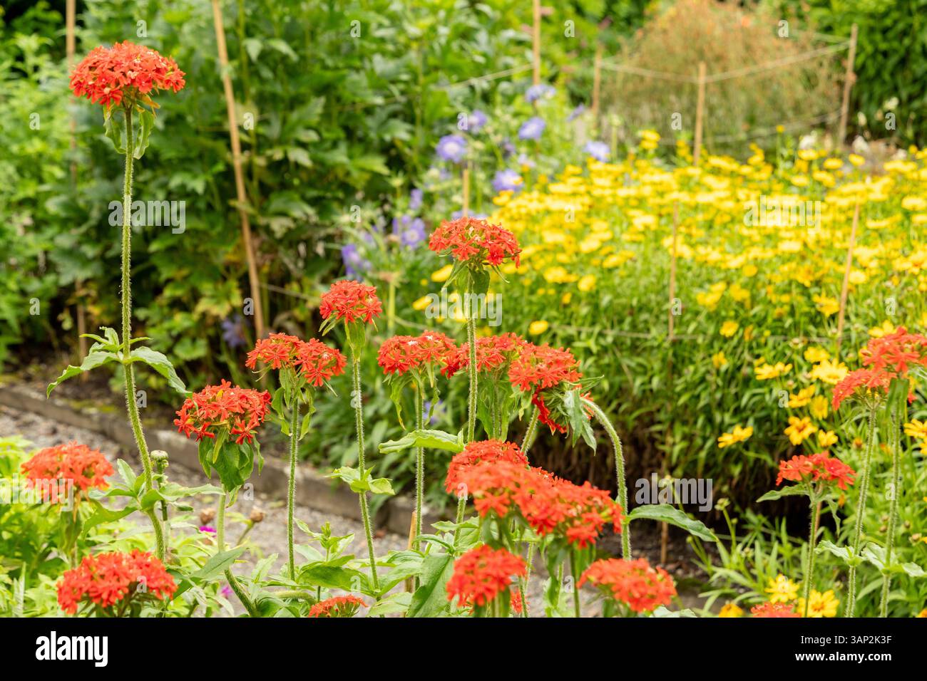 Saint-Gall, Suisse, 23 juin 2024 Lychnis Chalcedonica ou plante croisée maltaise au jardin botanique Banque D'Images