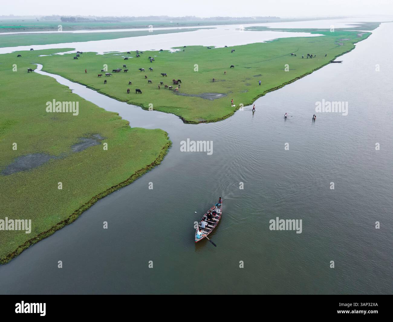 Vue aérienne des champs de pêche sereins avec des buffles et des bateaux le long d'une rivière tranquille, Char Darbesh Union, Sonagazi, Chattogram, Bangladesh. Banque D'Images
