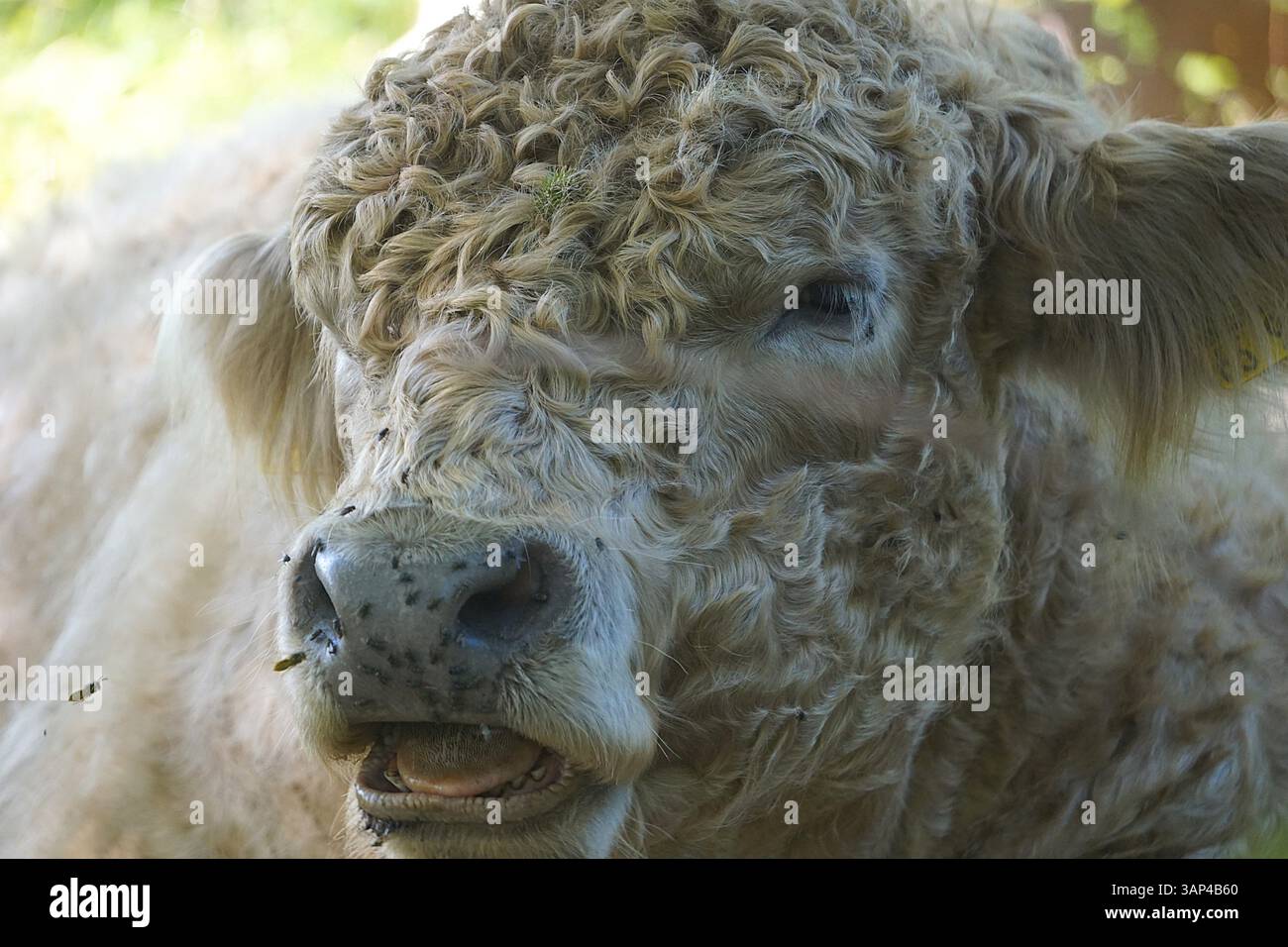 Gros plan portrait de la tête et du visage d'un bovin laineux Galloway, race écossaise de vache, debout sur un pré avec une bouche ouverte montrant sa langue. Banque D'Images