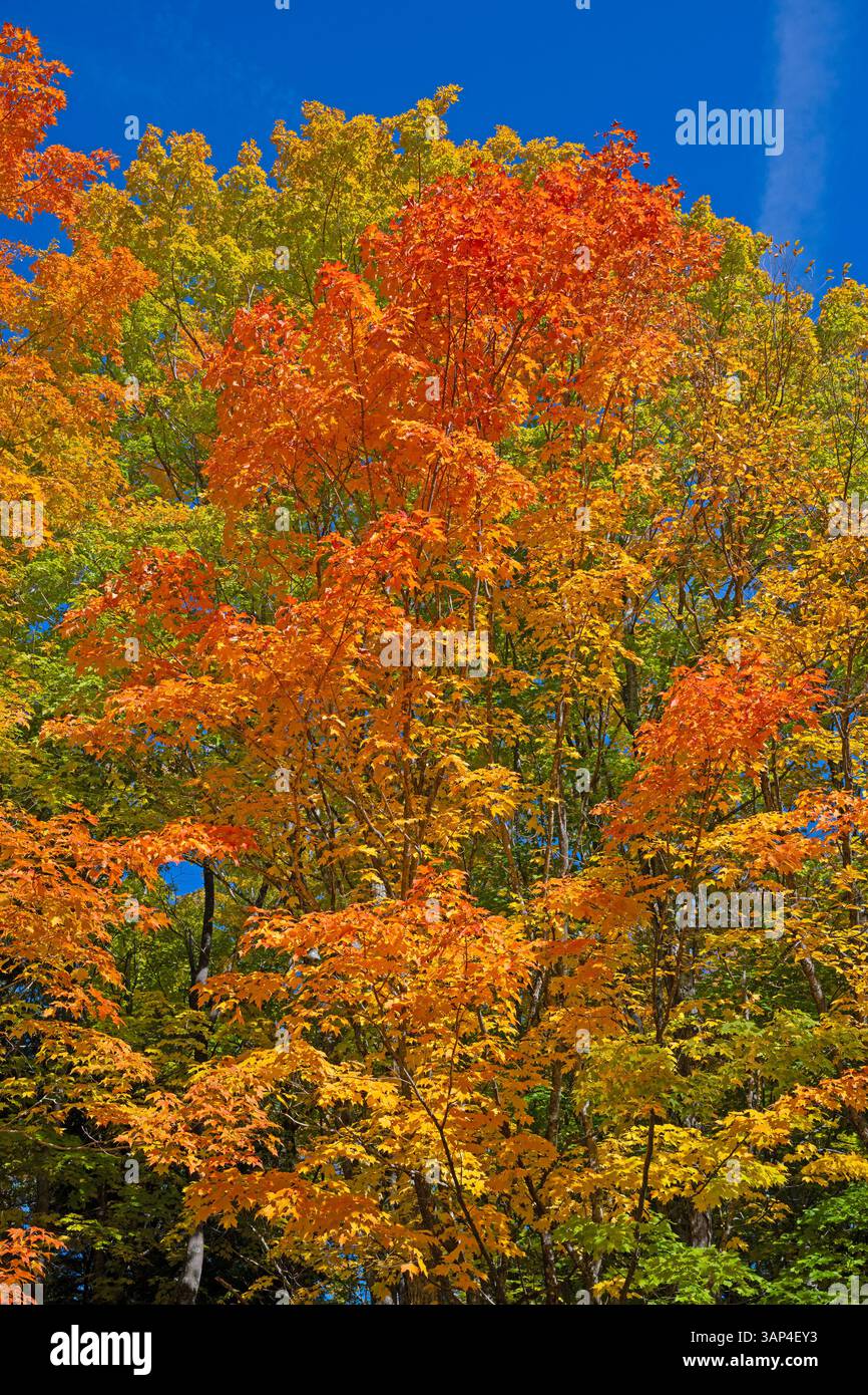 Couleurs brillantes dans la forêt d'automne dans les montagnes Porcupine dans le Michigan Banque D'Images