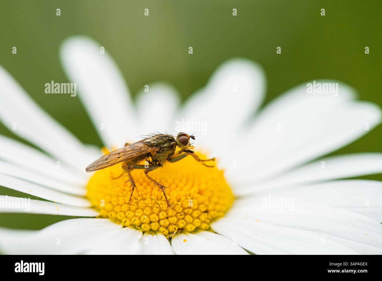 Une mouche sur une Marguerite (Leucanthemum vulgare) Banque D'Images