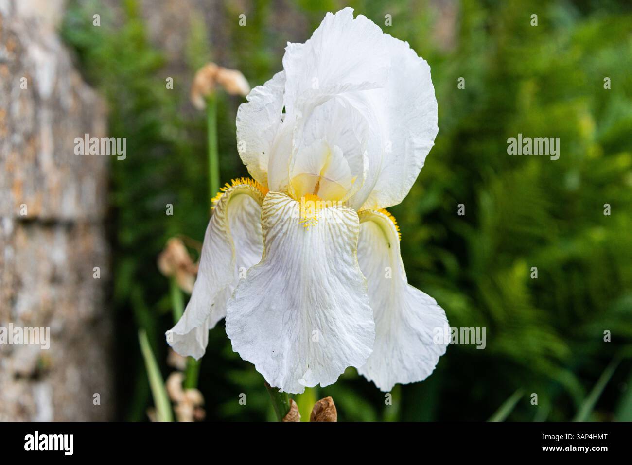 Une fleur d'iris blanche Banque D'Images
