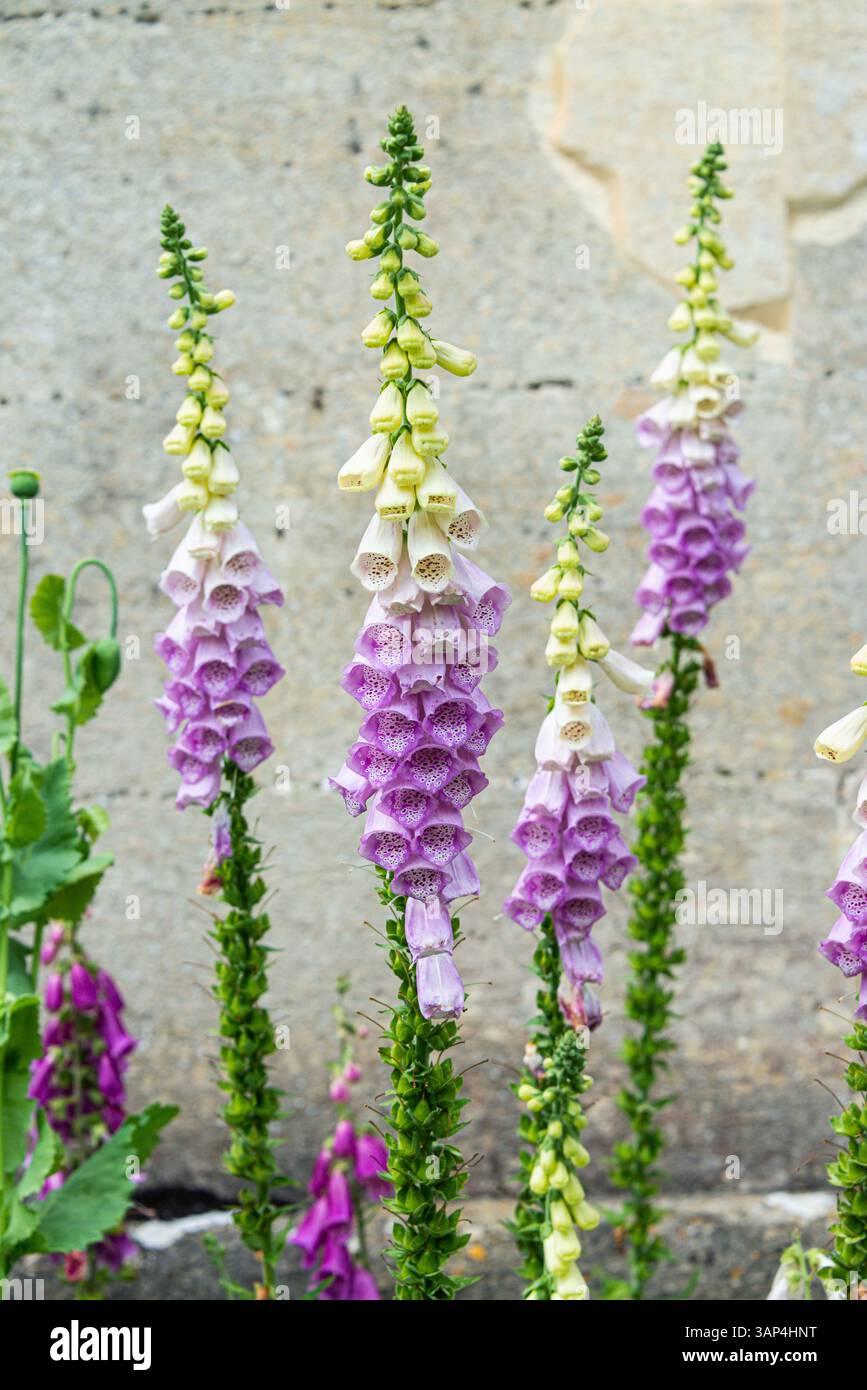 Le foxgant (Digitalis purpurea) en fleur Banque D'Images