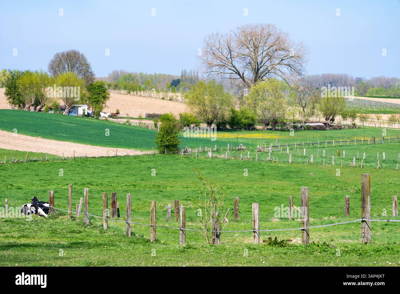 Vaches en pâturage dans les champs agricoles verts et les prairies à Herzéle, Flandre orientale, Belgique, 9 avril 2025 Banque D'Images