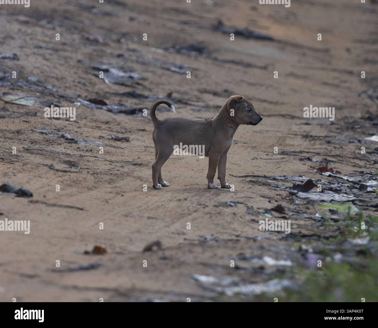 Un petit chiot au bord de la route au Sri Lanka Banque D'Images