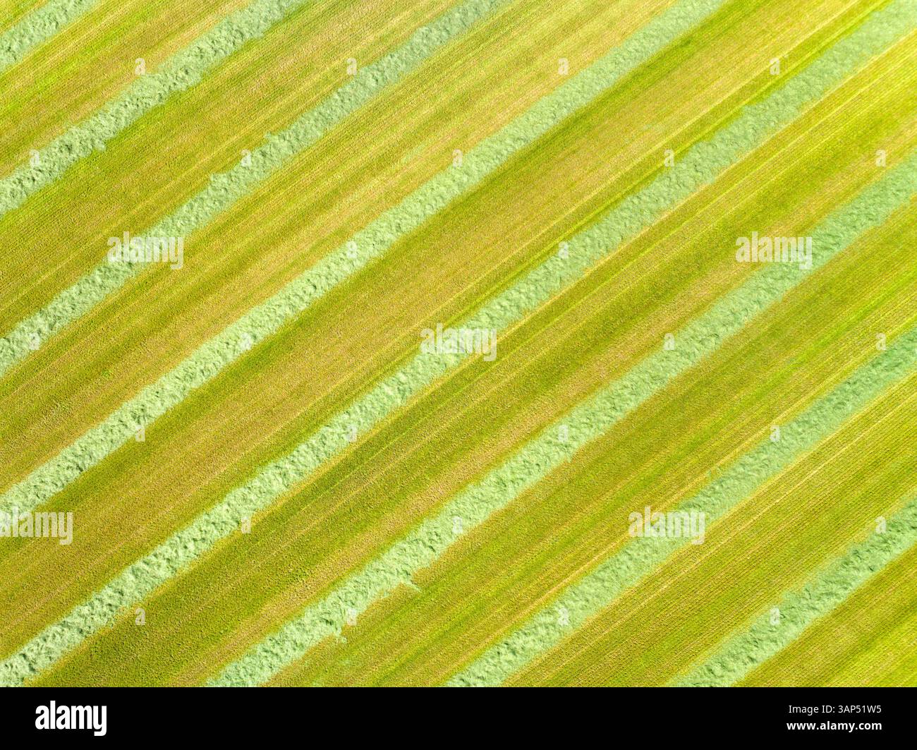 Vue aérienne de bandes d'herbe tondue dans le pré, Twente, Overijssel, pays-Bas. Banque D'Images
