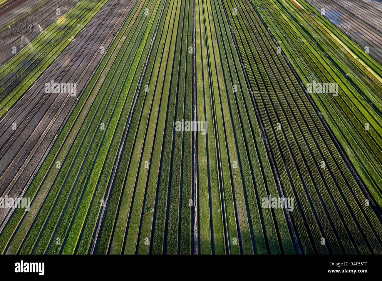 Vue aérienne d'une ferme de gazon arrosée par des gicleurs, Pinjarra, Australie occidentale, Australie. Banque D'Images