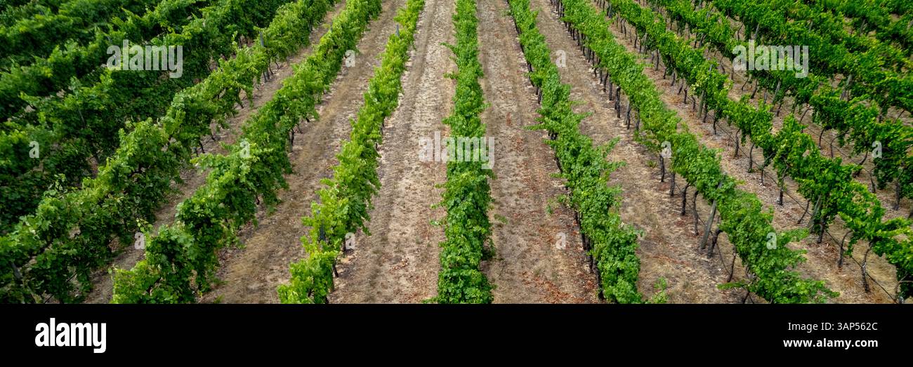 Vue aérienne de vignes de raisin dans la campagne de Mandurah, Australie occidentale, Australie. Banque D'Images