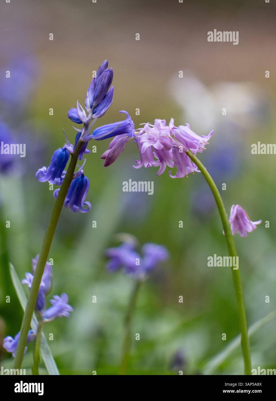 La Bluebell traditionnelle fleurit aux côtés de Pink Bluebells dans une forêt sombre du Worcestershire, en Angleterre. Banque D'Images