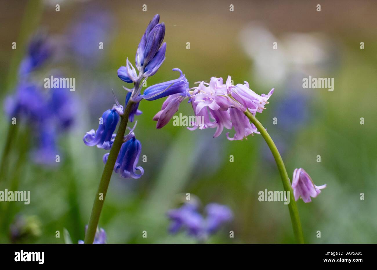 La Bluebell traditionnelle fleurit aux côtés de Pink Bluebells dans une forêt sombre du Worcestershire, en Angleterre. Banque D'Images