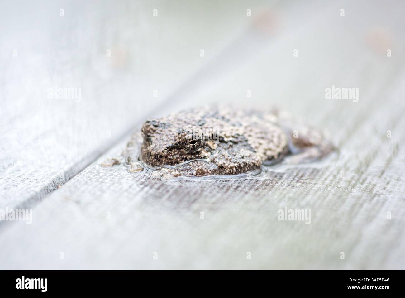 Un Treefrog gris (Hyla versicolor) couché à plat sur une terrasse à l'extérieur sous la pluie Banque D'Images