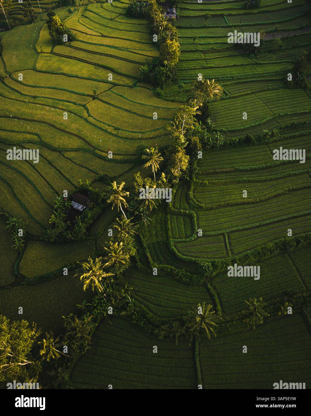 Vue aérienne de la plantation de thé à Sidemen Valley, île de Bali, Indonésie. Banque D'Images