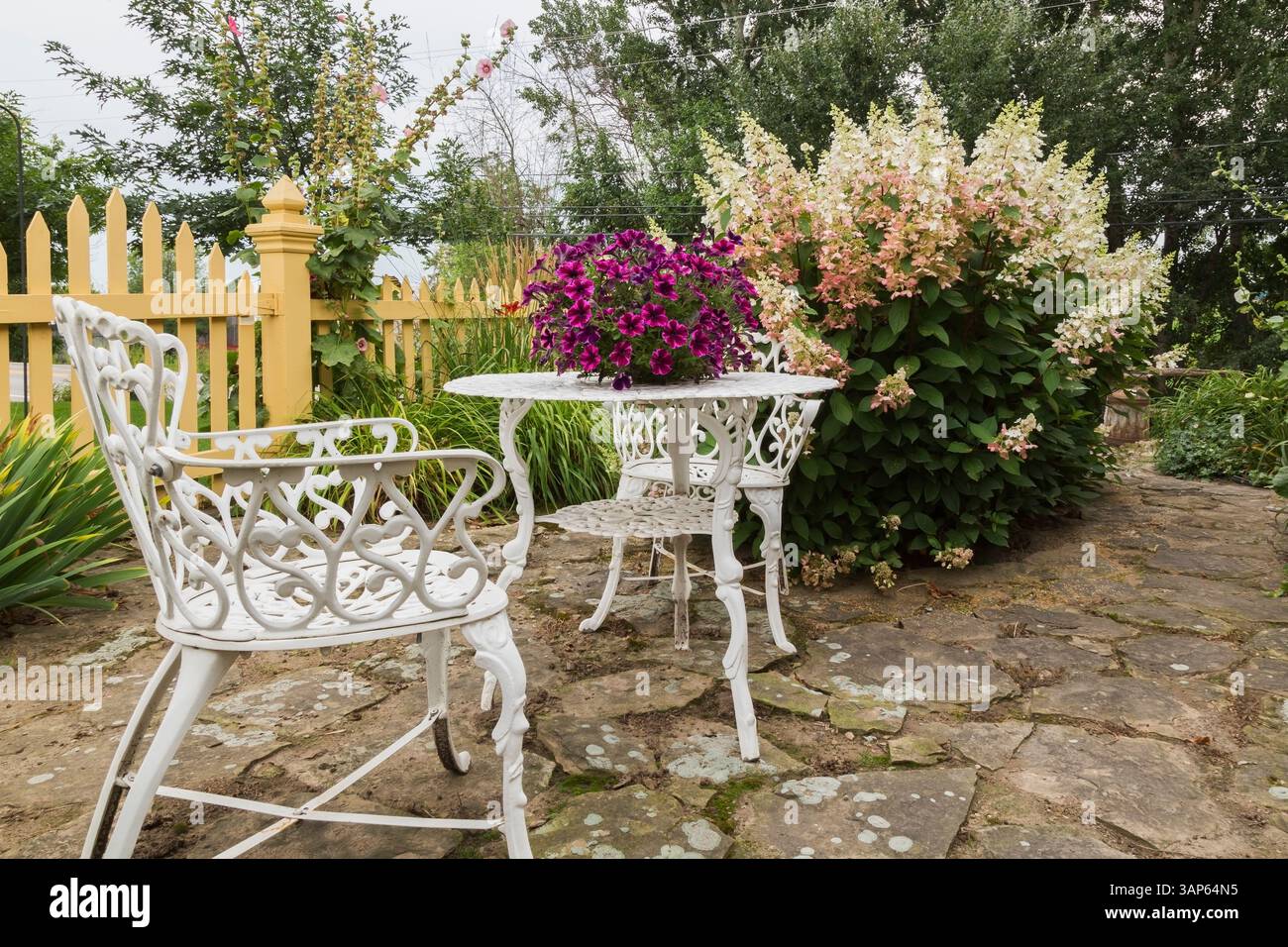 Patio en pavé avec des fleurs de Petunia x hybrida 'Purple Wave' en jardinière sur le dessus de la table blanche de style victorien avec des fauteuils dans la cour avant en été. Banque D'Images