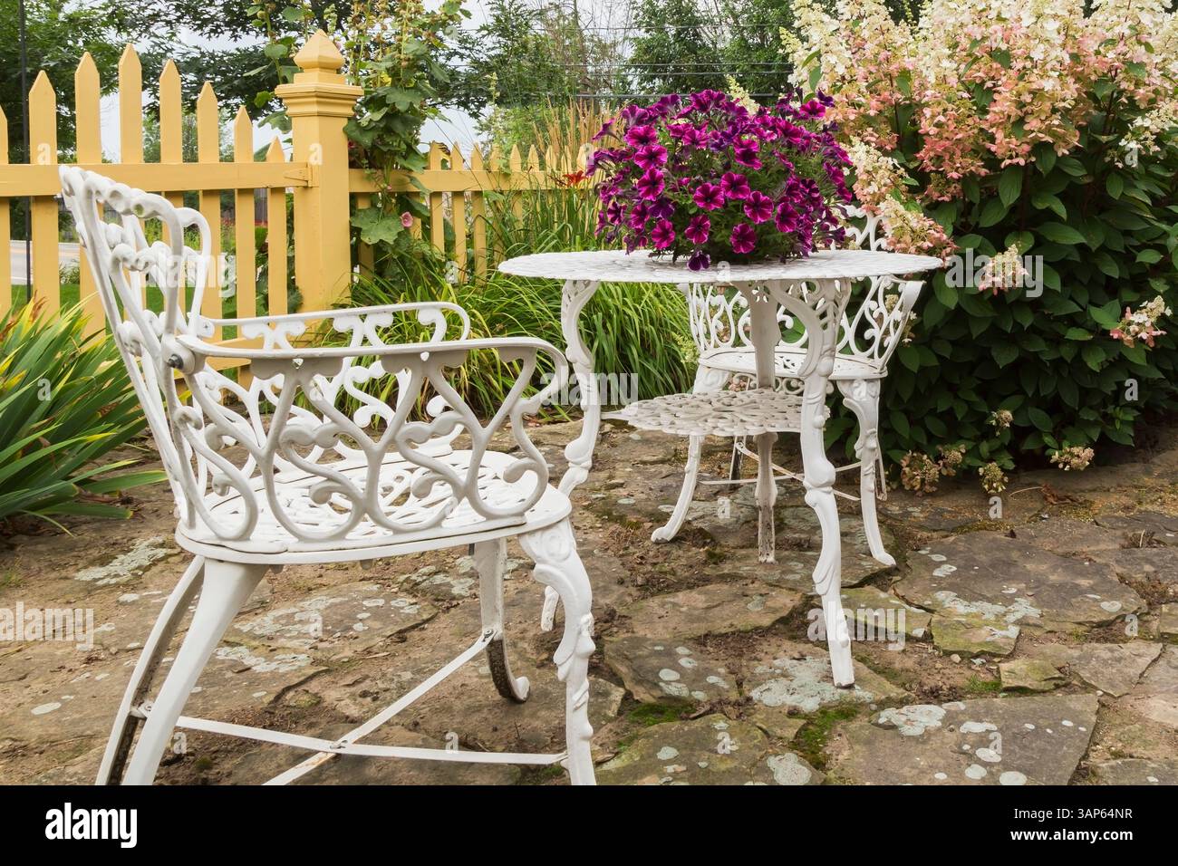 Patio en pavé avec des fleurs de Petunia x hybrida 'Purple Wave' en jardinière sur le dessus de la table blanche de style victorien avec des fauteuils dans la cour avant en été. Banque D'Images