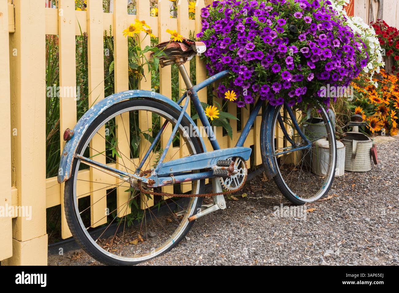 Vieux vélo bleu contre la clôture de piquet peinte beige et décoré avec des fleurs Petunia hybrida x 'Purple Wave' dans le jardin de campagne de la cour avant en été. Banque D'Images