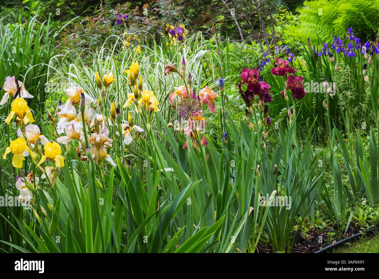 Iris jaune x germanica - Iris barbu, Blauwe lis Bordeaux, Iris versicolor - drapeau bleu en bordure dans le jardin de la cour avant au printemps. Banque D'Images
