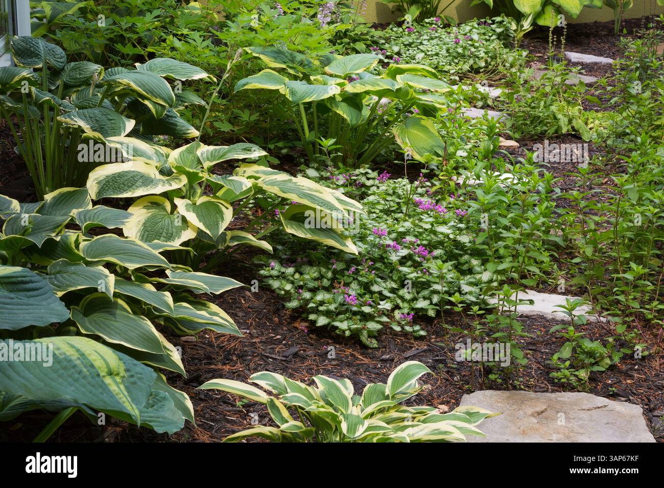 Hostas x hybrida 'Wolverine', 'Hudson Bay', 'Liberty','Valley's Glacier' et Lamium maculatum 'Beacon Silver' - Deadnettle ponctuée en bordure en été. Banque D'Images