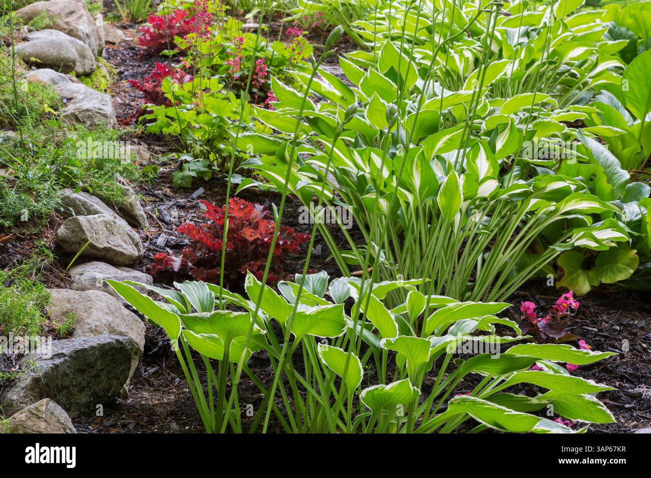 Hosta undulata 'Mediovariegata', Heuchera 'Gojiberry' Indian Summer Series - fleur de corail dans la bordure rocheuse en été. Banque D'Images