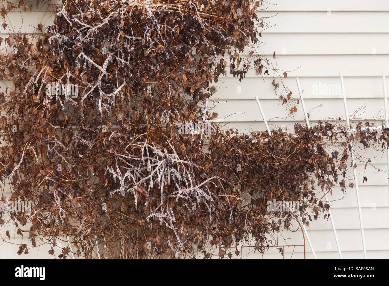 Clematis viticella 'étoile Violette' flétrie et couverte de glace sur treillis sur le mur latéral de l'abri de jardin après une tempête de verglas au début du printemps. Banque D'Images
