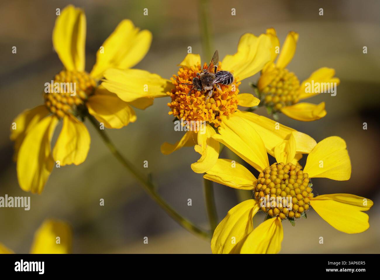 Abeilles Digger communes ou genre Anthophora sur une fleur de brittlebush au parc oasis des vétérans en Arizona. Banque D'Images