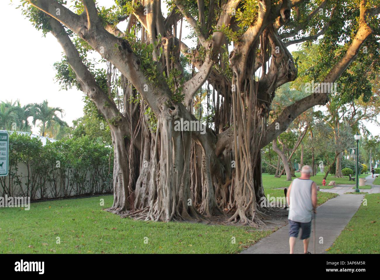 Grand arbre banyan dans un quartier de Riviera Beach, Floride, États-Unis Banque D'Images