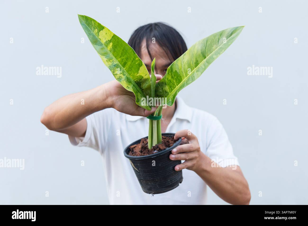 Gros plan sur le philodendron orlando dans le pot Banque D'Images