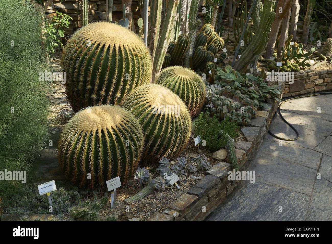 Cactus dans une collection de plantes dans une serre Banque D'Images