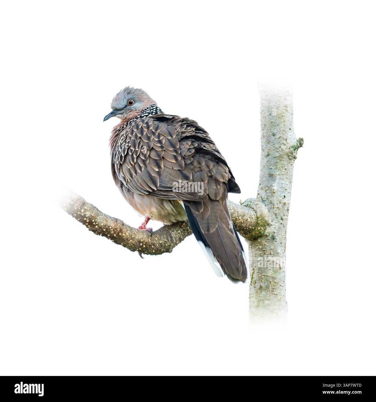 Une colombe tachetée perchée sur une branche d'arbre, regardant en arrière avec des plumes douces et une expression calme, isolée sur un fond blanc. Banque D'Images
