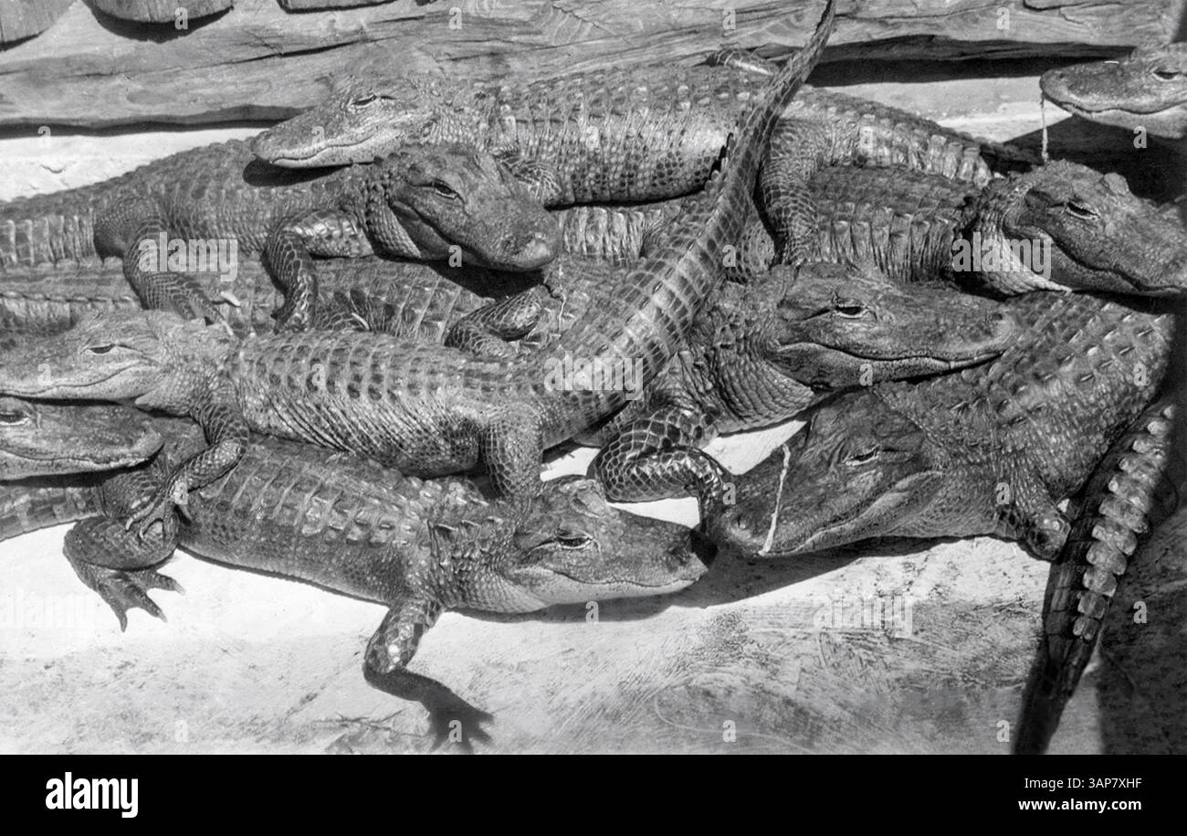 Alligators au Trapper Nelson's Zoo and Jungle Garden le long de la fourche nord-ouest de la rivière Loxahatchee à Jupiter en Floride. (USA) photo c1960. Banque D'Images