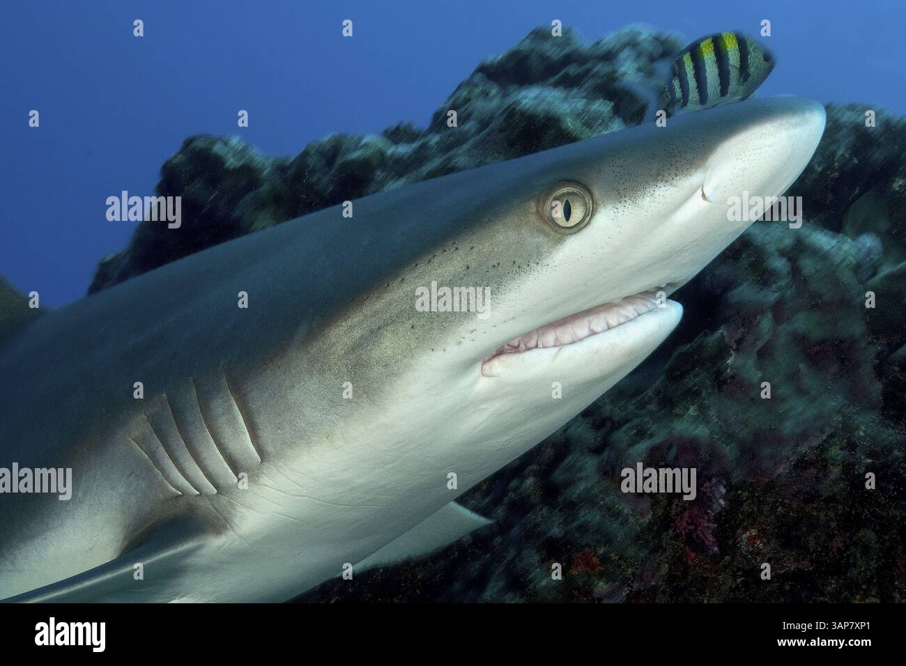 Photo sous-marine gros plan de la tête du requin gris (Carcharhinus amblyrhynchos) nageant au-dessus du récif corallien avec la bouche légèrement ouverte montrant des tétines de requin Banque D'Images